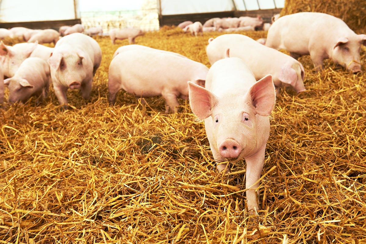 several pigs on a farm