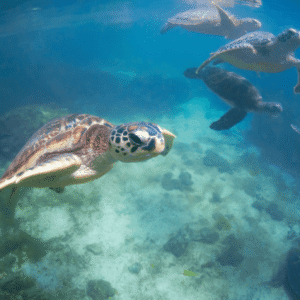 Marine & Avian Wildlife Bags